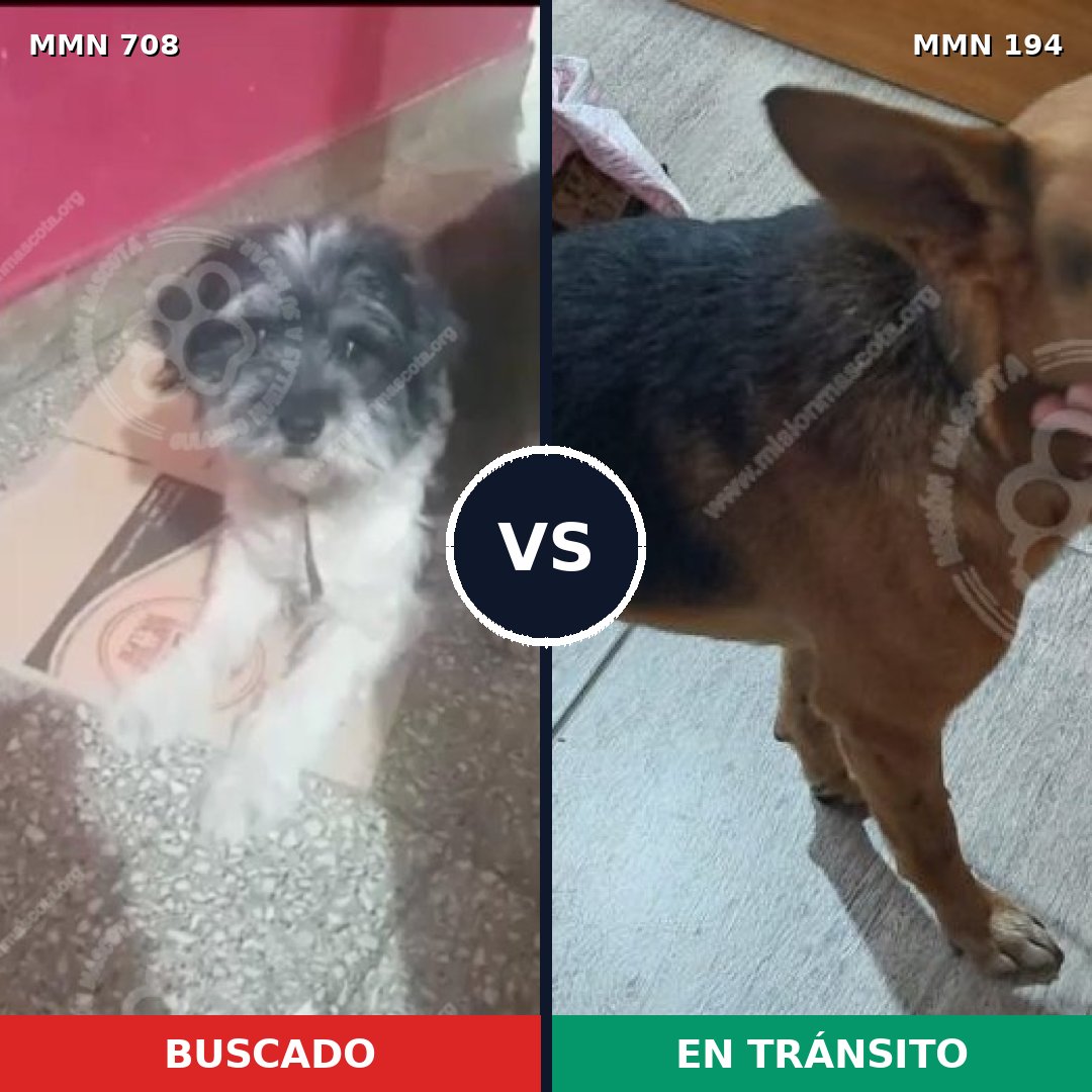 Comparativa MMS 10174: mascota perdida y mascota encontrada, 34% de similitud
