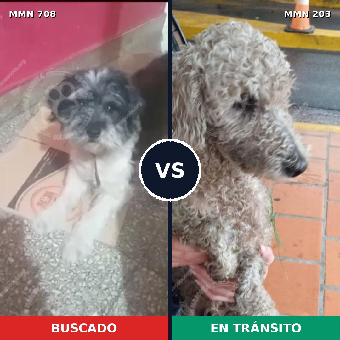 Comparativa MMS 10175: mascota perdida y mascota encontrada, 80% de similitud