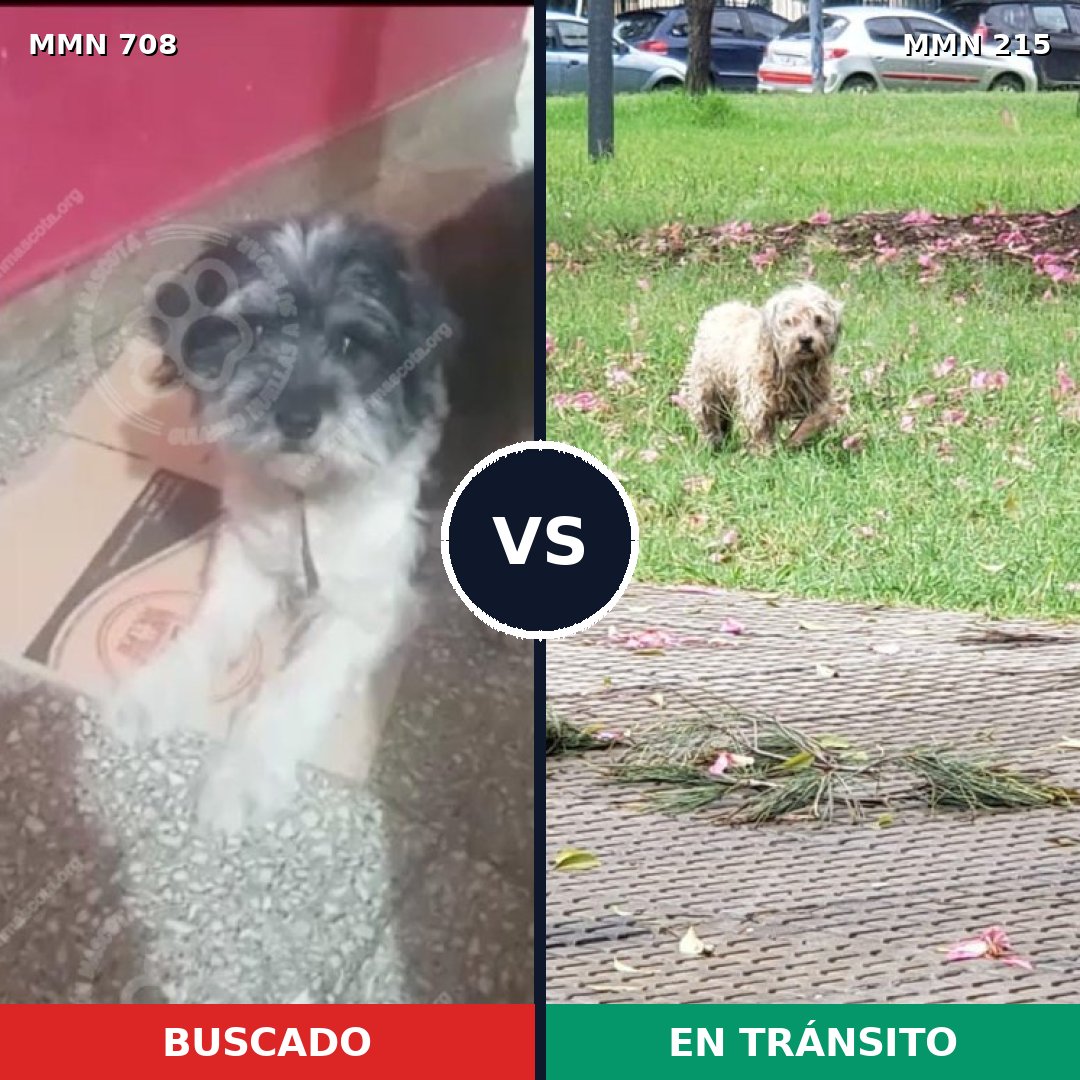 Comparativa MMS 10176: mascota perdida y mascota encontrada, 46% de similitud