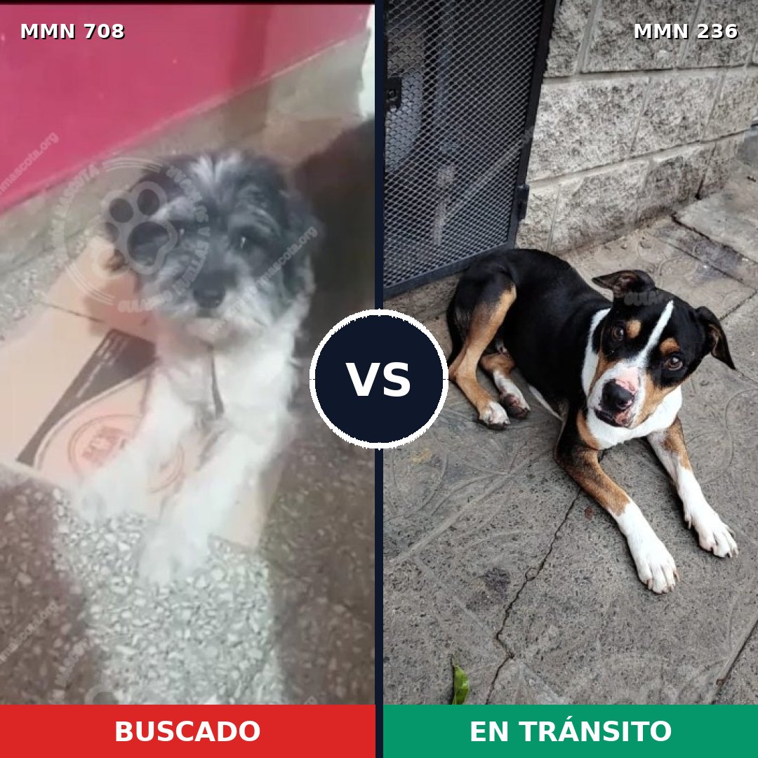 Comparativa MMS 10177: mascota perdida y mascota encontrada, 52% de similitud