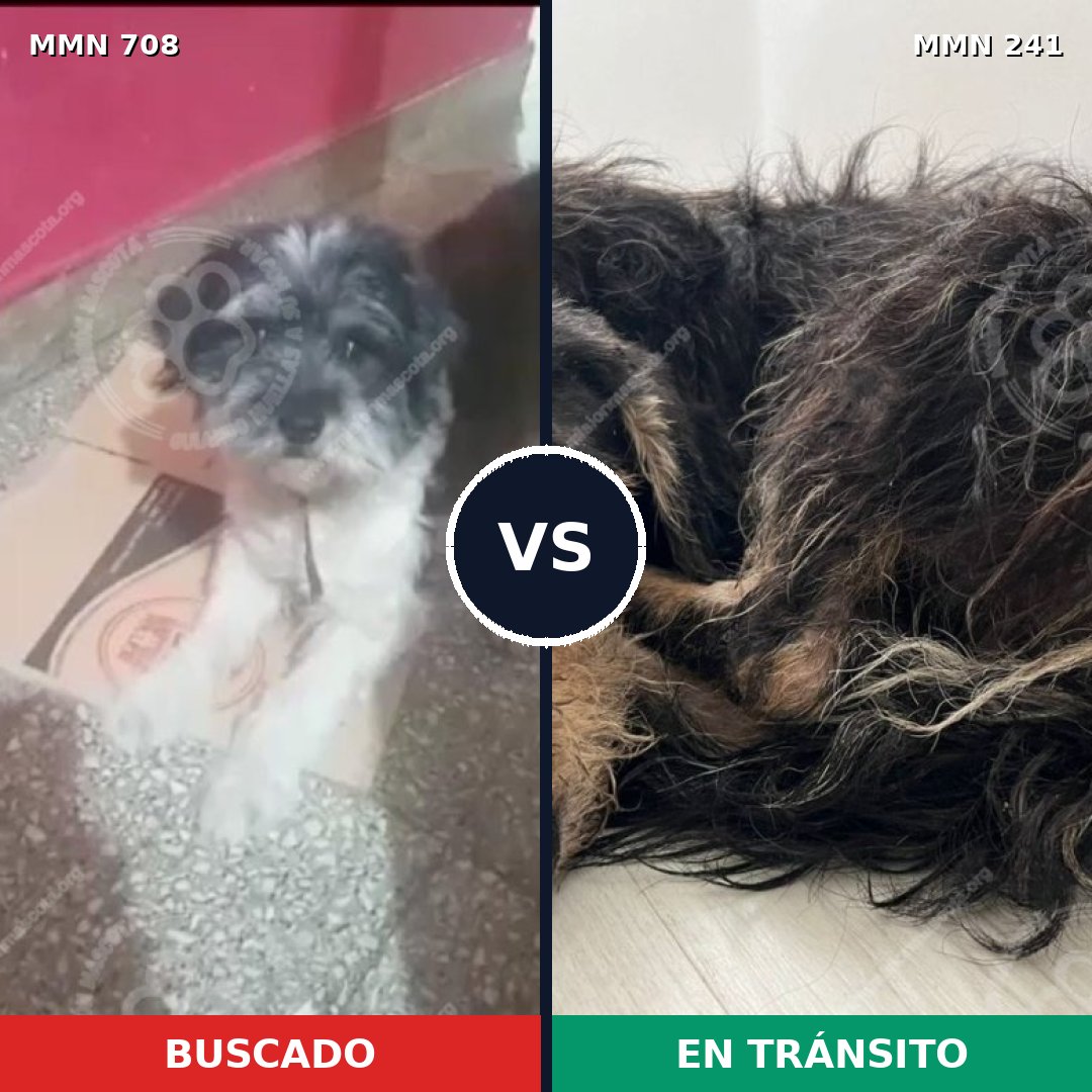 Comparativa MMS 10178: mascota perdida y mascota encontrada, 47% de similitud