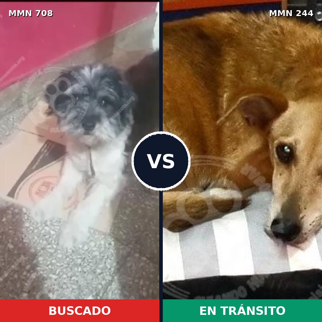 Comparativa MMS 10179: mascota perdida y mascota encontrada, 29% de similitud
