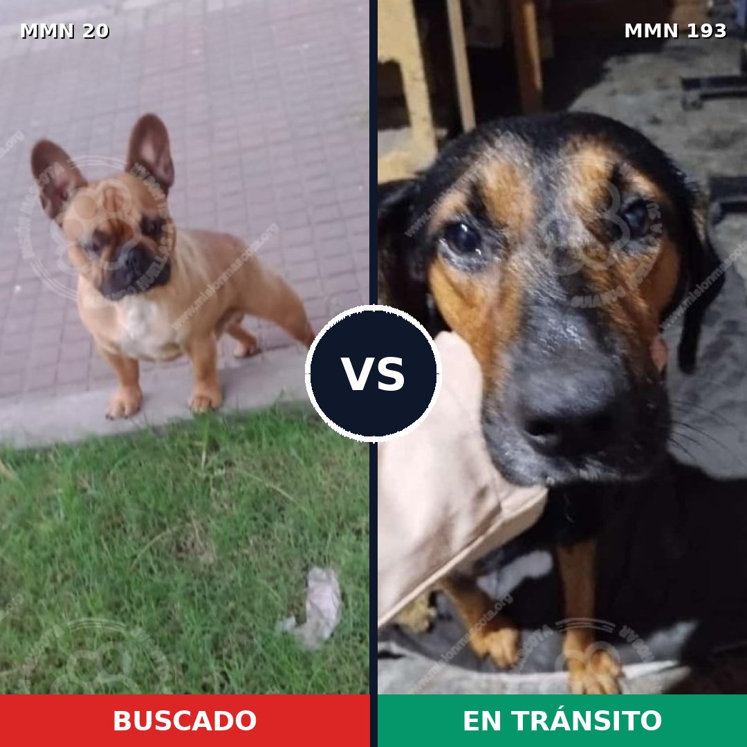 Comparativa MMS 1018: mascota perdida y mascota encontrada, 35% de similitud