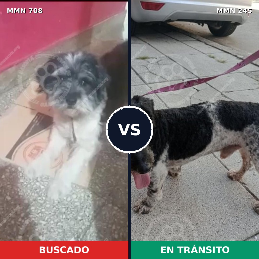 Comparativa MMS 10180: mascota perdida y mascota encontrada, 46% de similitud