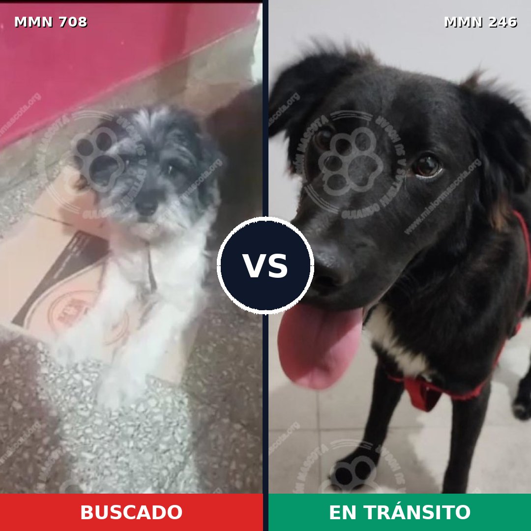 Comparativa MMS 10181: mascota perdida y mascota encontrada, 43% de similitud