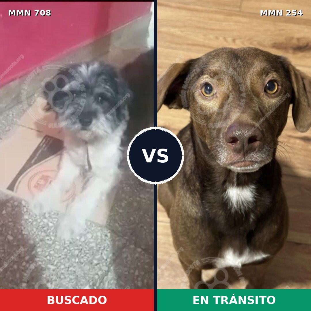 Comparativa MMS 10183: mascota perdida y mascota encontrada, 33% de similitud