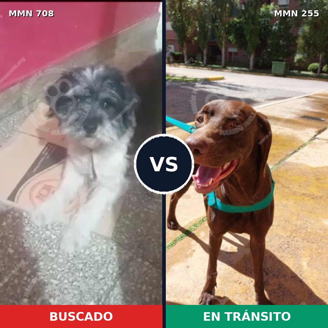 Comparativa MMS 10184: mascota perdida y mascota encontrada, 15% de similitud