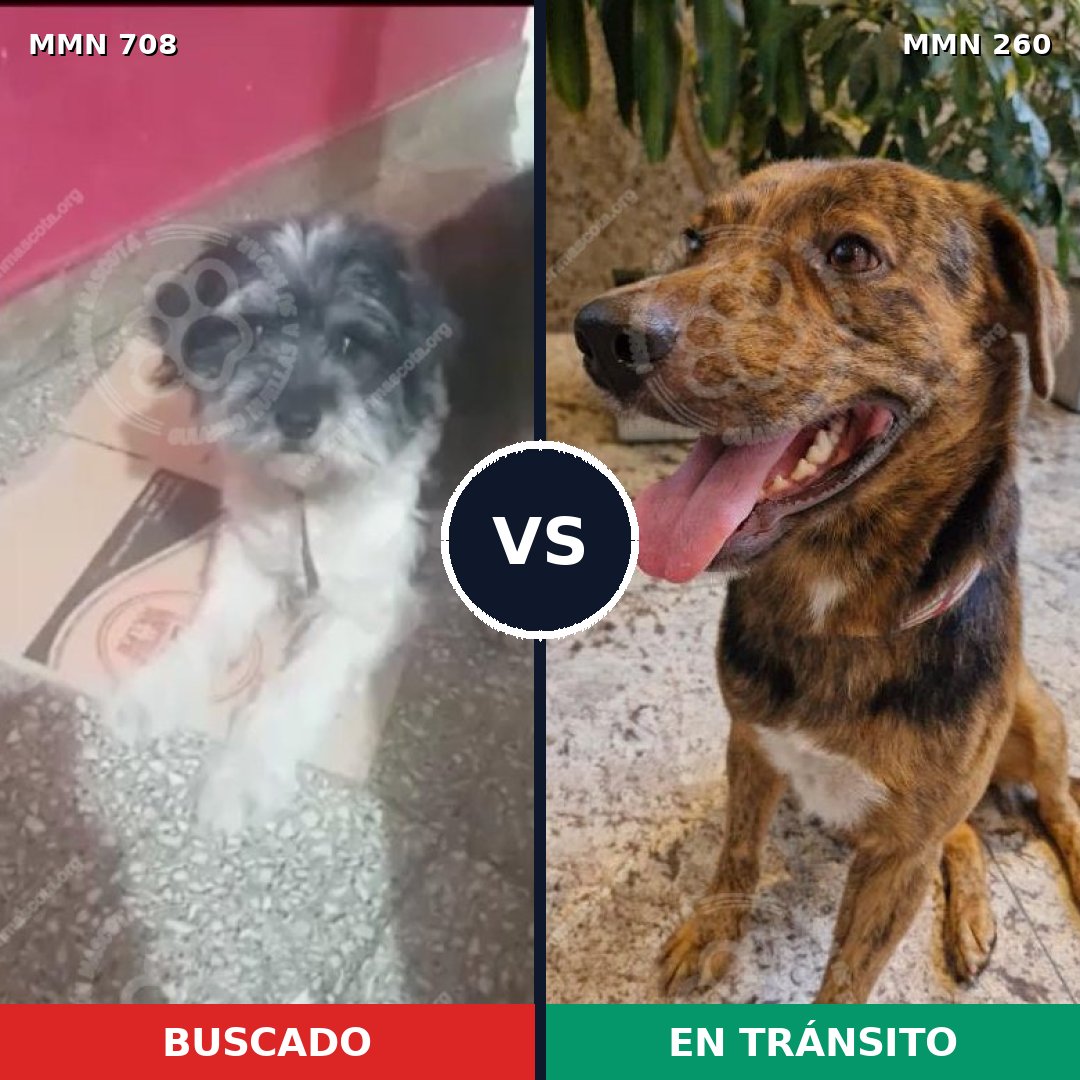 Comparativa MMS 10185: mascota perdida y mascota encontrada, 27% de similitud