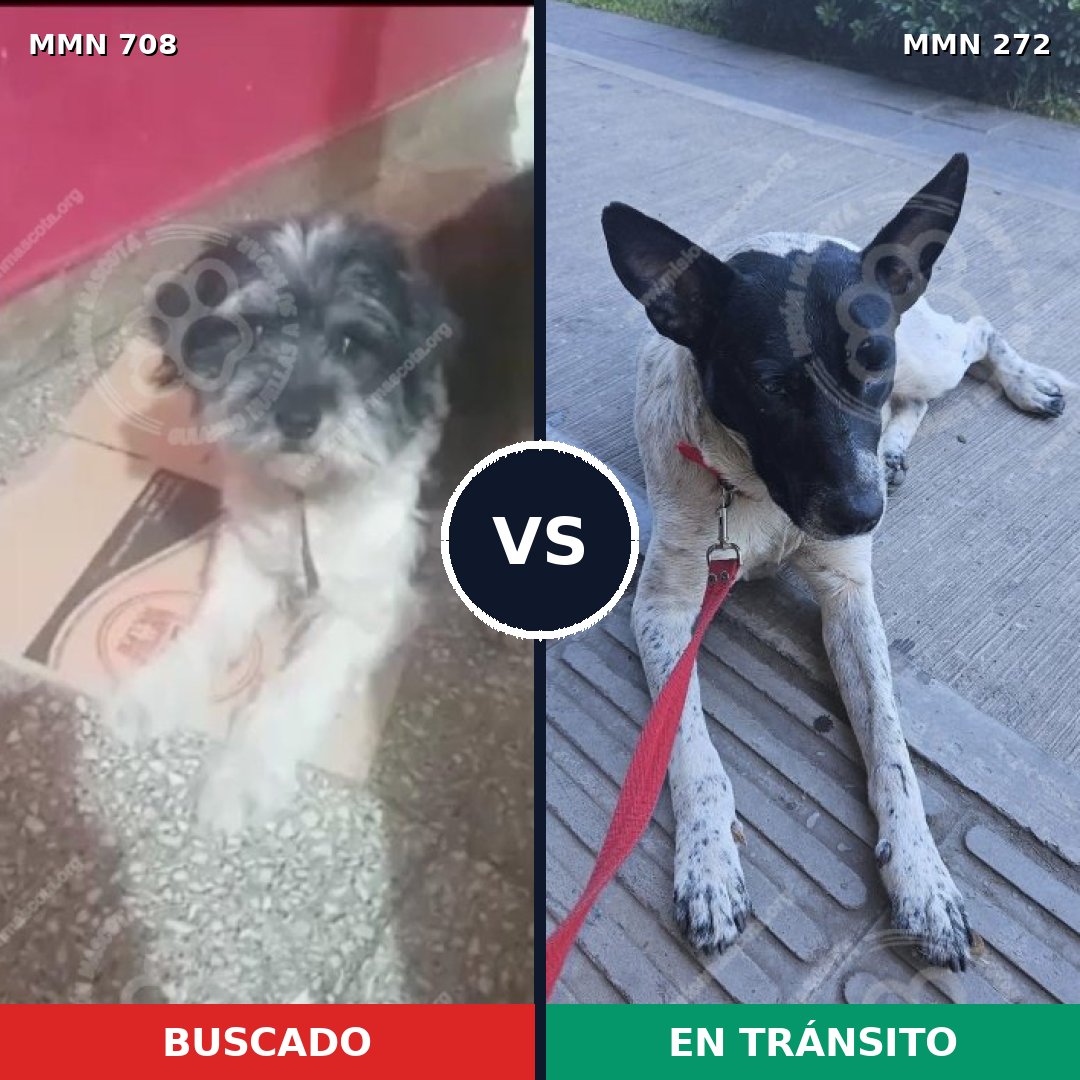 Comparativa MMS 10186: mascota perdida y mascota encontrada, 28% de similitud
