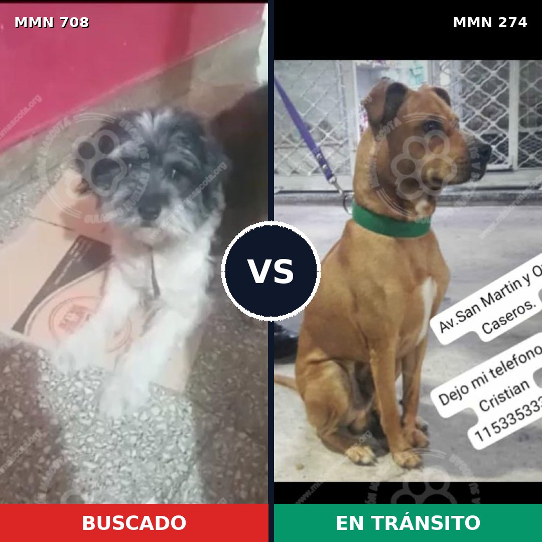 Comparativa MMS 10187: mascota perdida y mascota encontrada, 35% de similitud