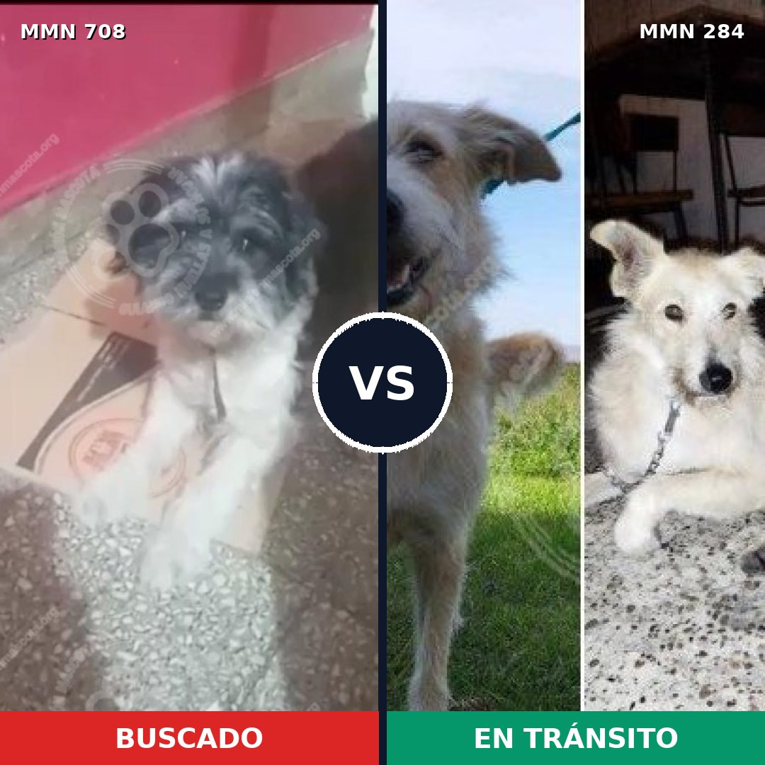 Comparativa MMS 10188: mascota perdida y mascota encontrada, 34% de similitud