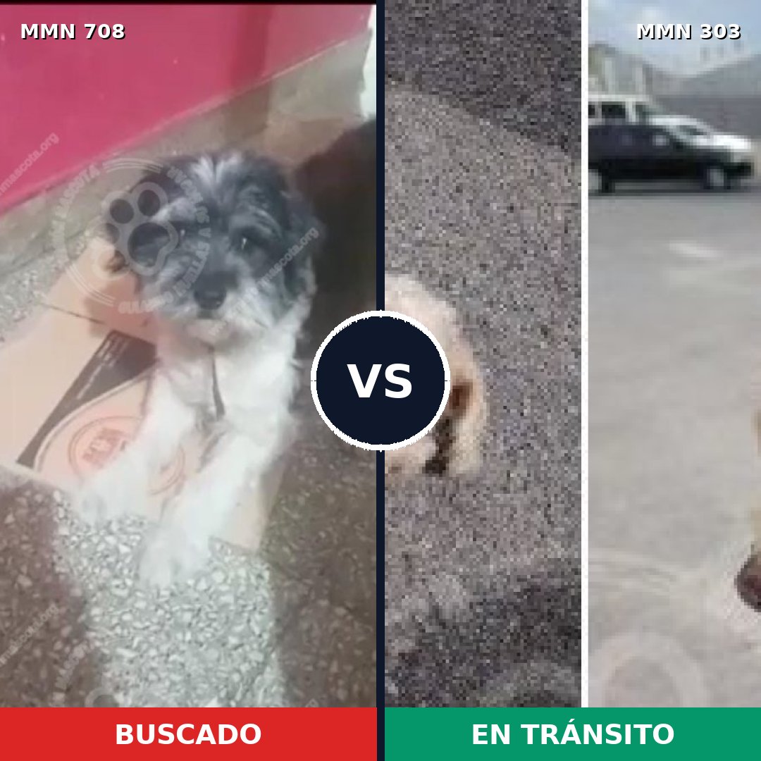 Comparativa MMS 10189: mascota perdida y mascota encontrada, 82% de similitud