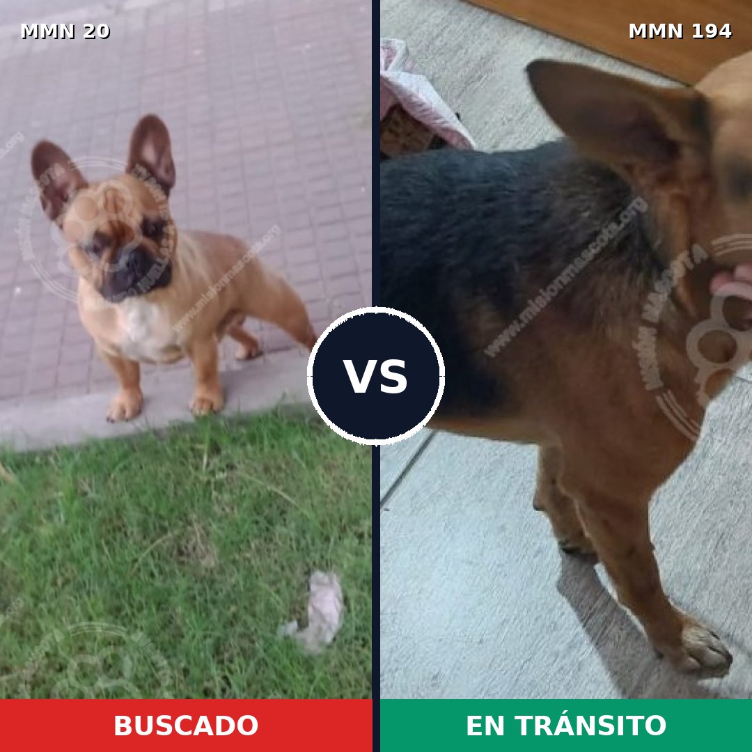 Comparativa MMS 1019: mascota perdida y mascota encontrada, 41% de similitud