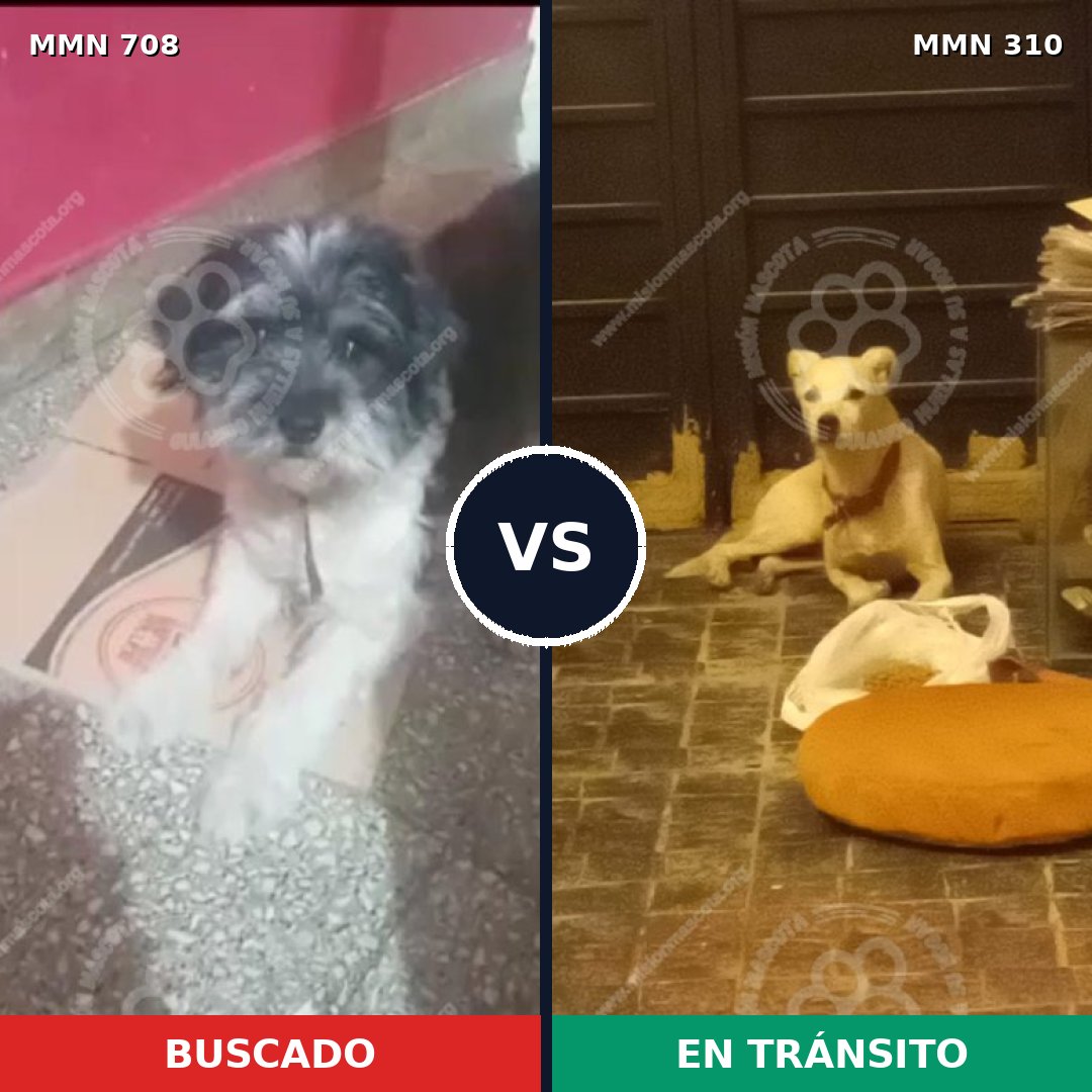 Comparativa MMS 10190: mascota perdida y mascota encontrada, 37% de similitud