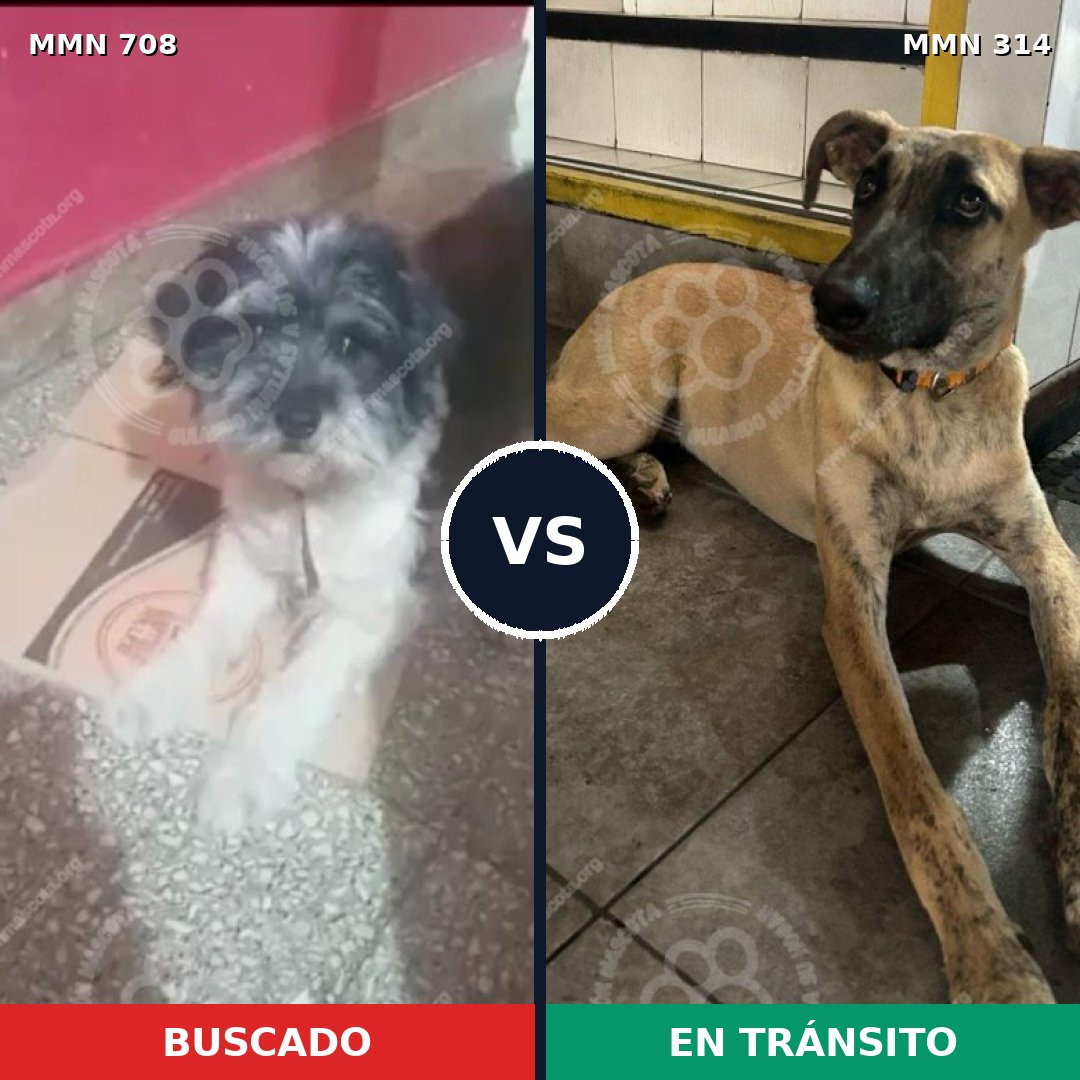 Comparativa MMS 10191: mascota perdida y mascota encontrada, 25% de similitud