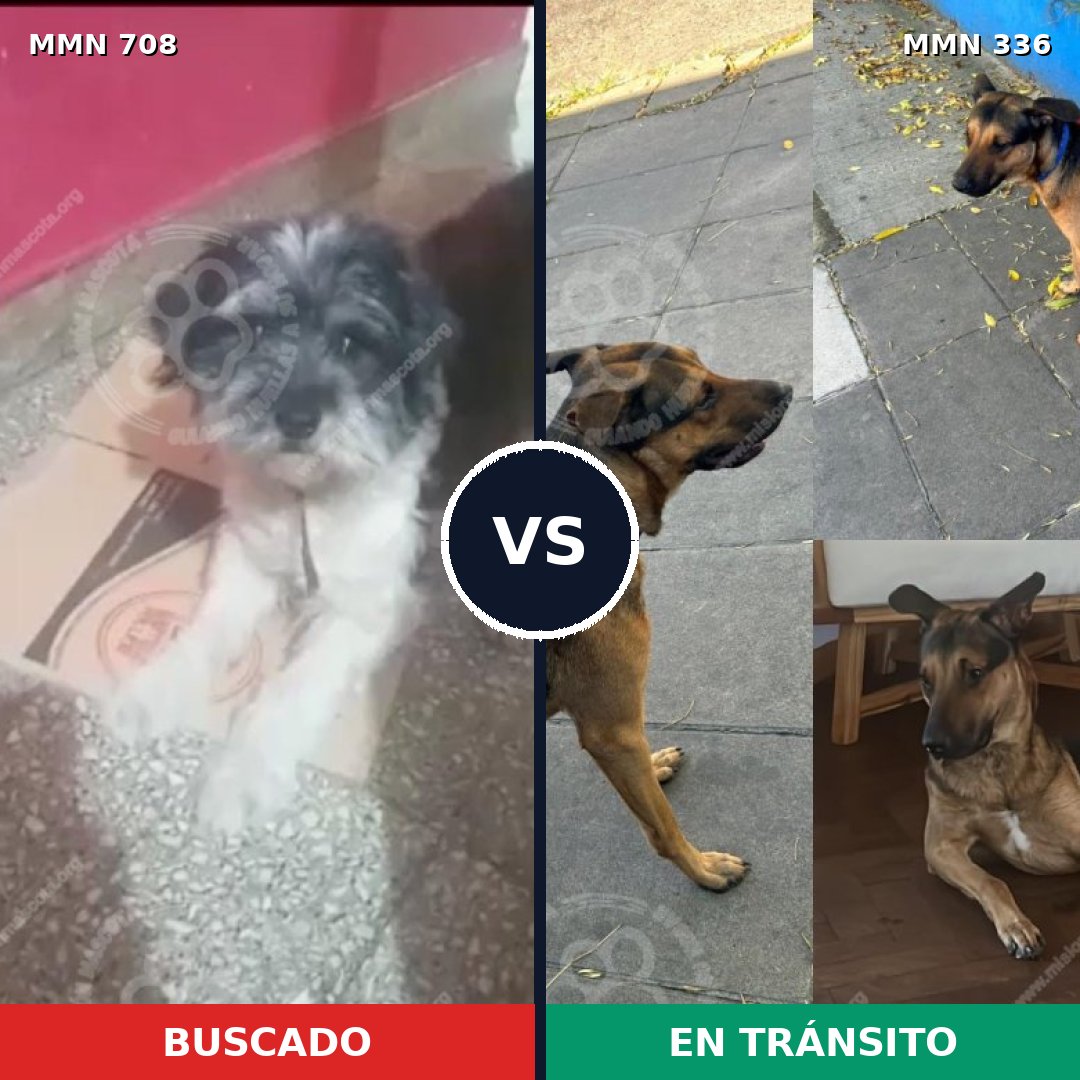 Comparativa MMS 10192: mascota perdida y mascota encontrada, 44% de similitud