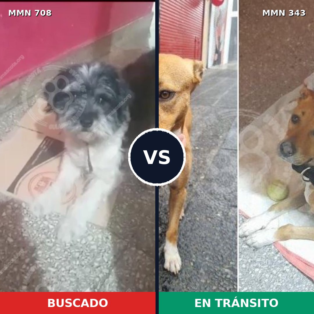 Comparativa MMS 10193: mascota perdida y mascota encontrada, 40% de similitud