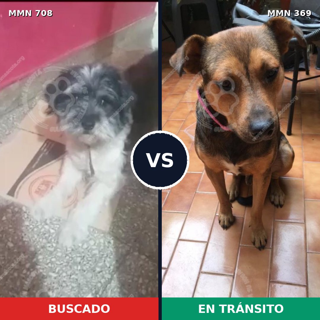Comparativa MMS 10194: mascota perdida y mascota encontrada, 44% de similitud