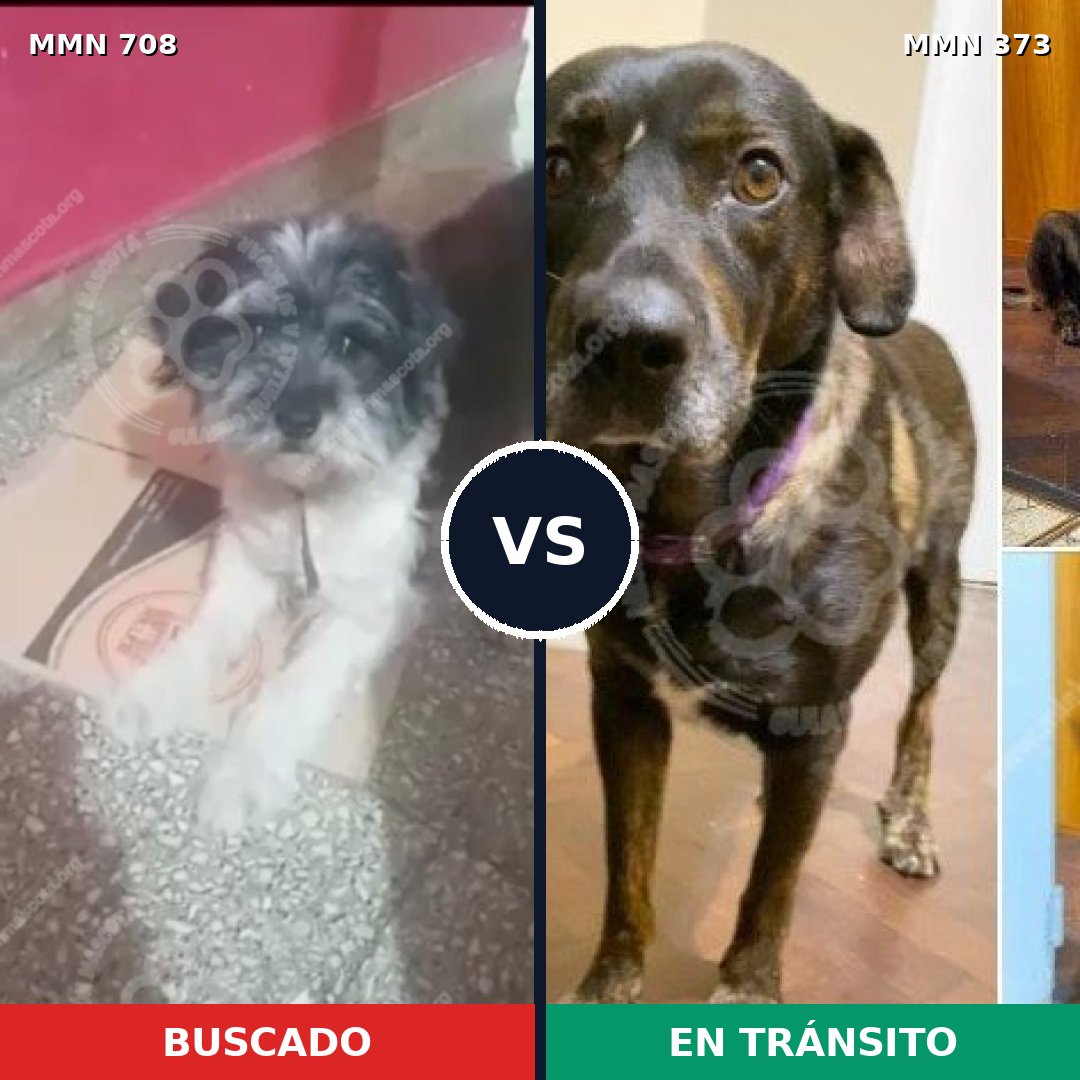 Comparativa MMS 10195: mascota perdida y mascota encontrada, 31% de similitud