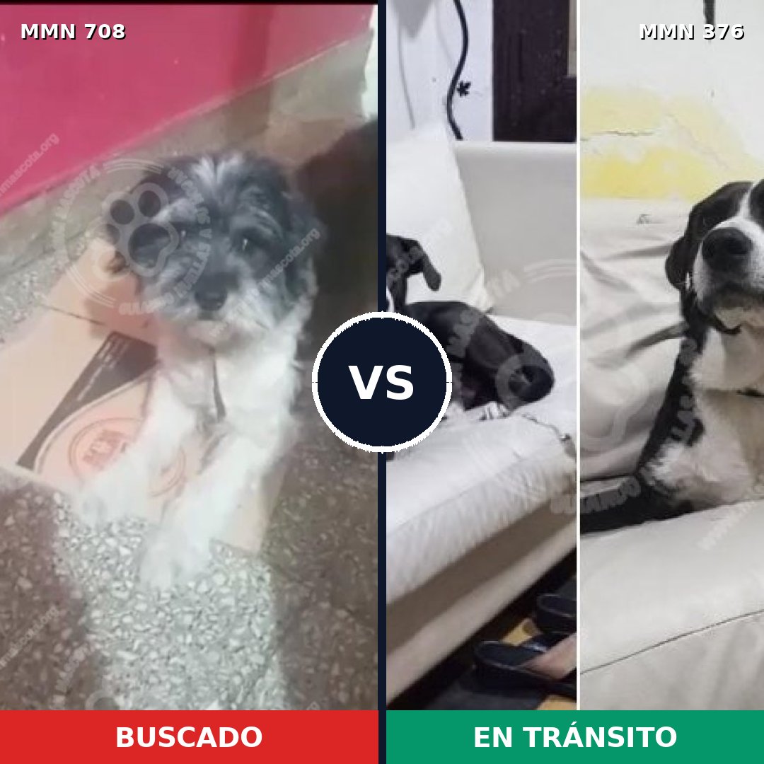 Comparativa MMS 10196: mascota perdida y mascota encontrada, 52% de similitud