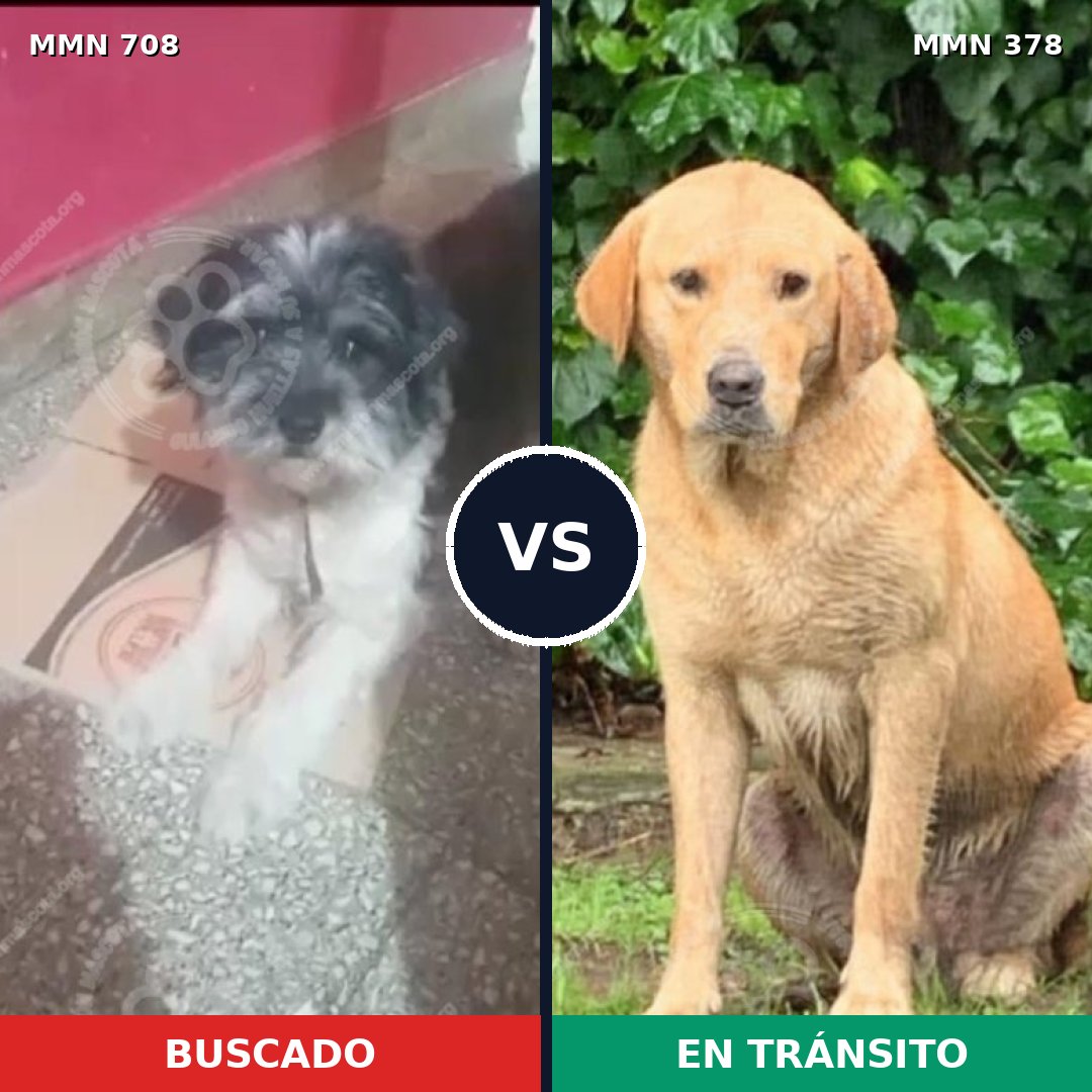 Comparativa MMS 10197: mascota perdida y mascota encontrada, 23% de similitud
