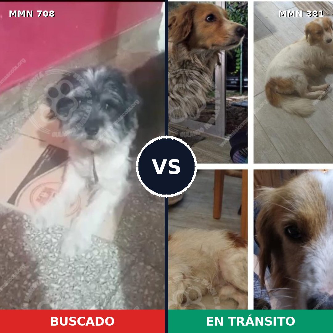 Comparativa MMS 10198: mascota perdida y mascota encontrada, 38% de similitud
