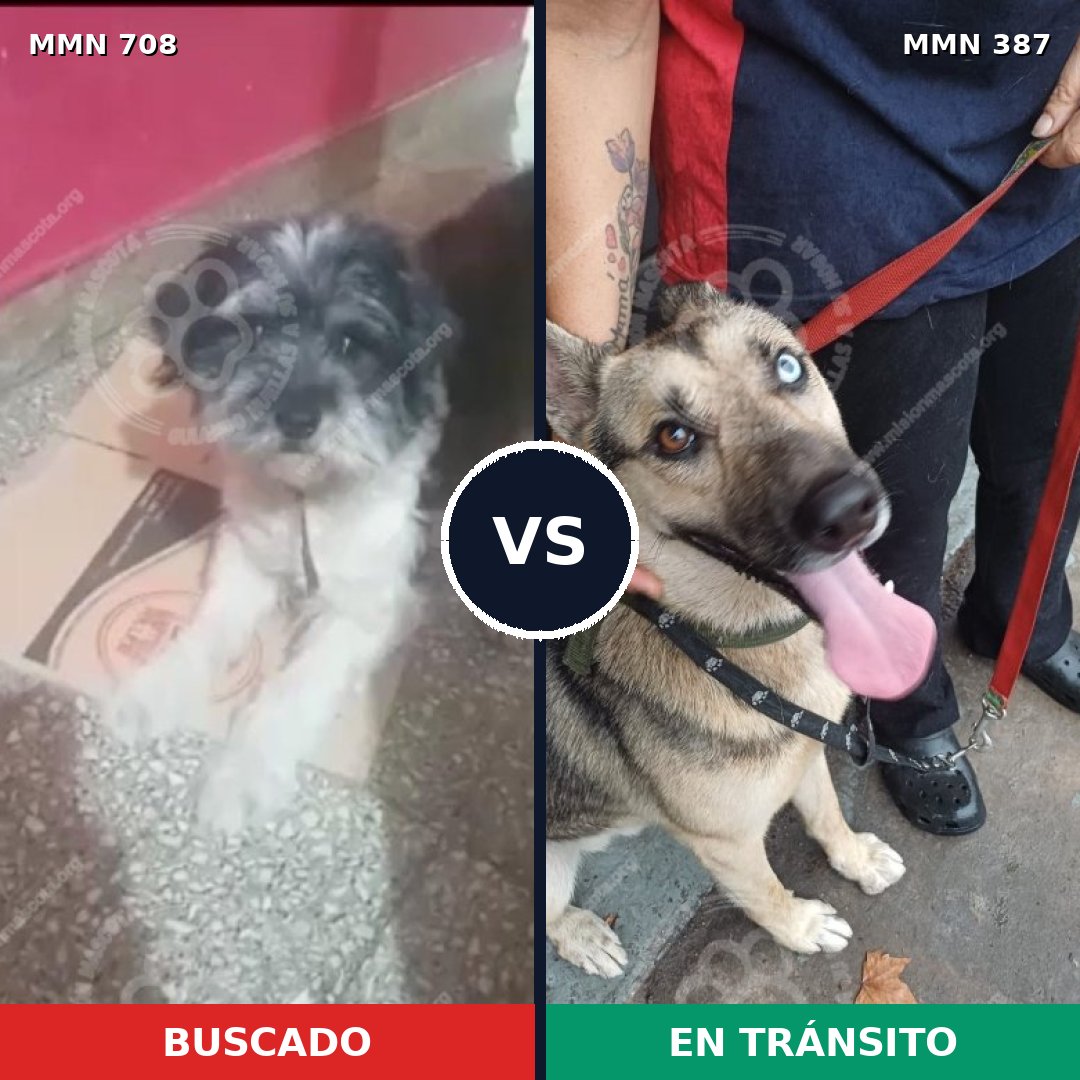 Comparativa MMS 10199: mascota perdida y mascota encontrada, 32% de similitud