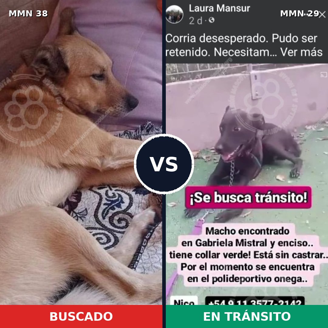 Comparativa MMS 102: mascota perdida y mascota encontrada, 58% de similitud