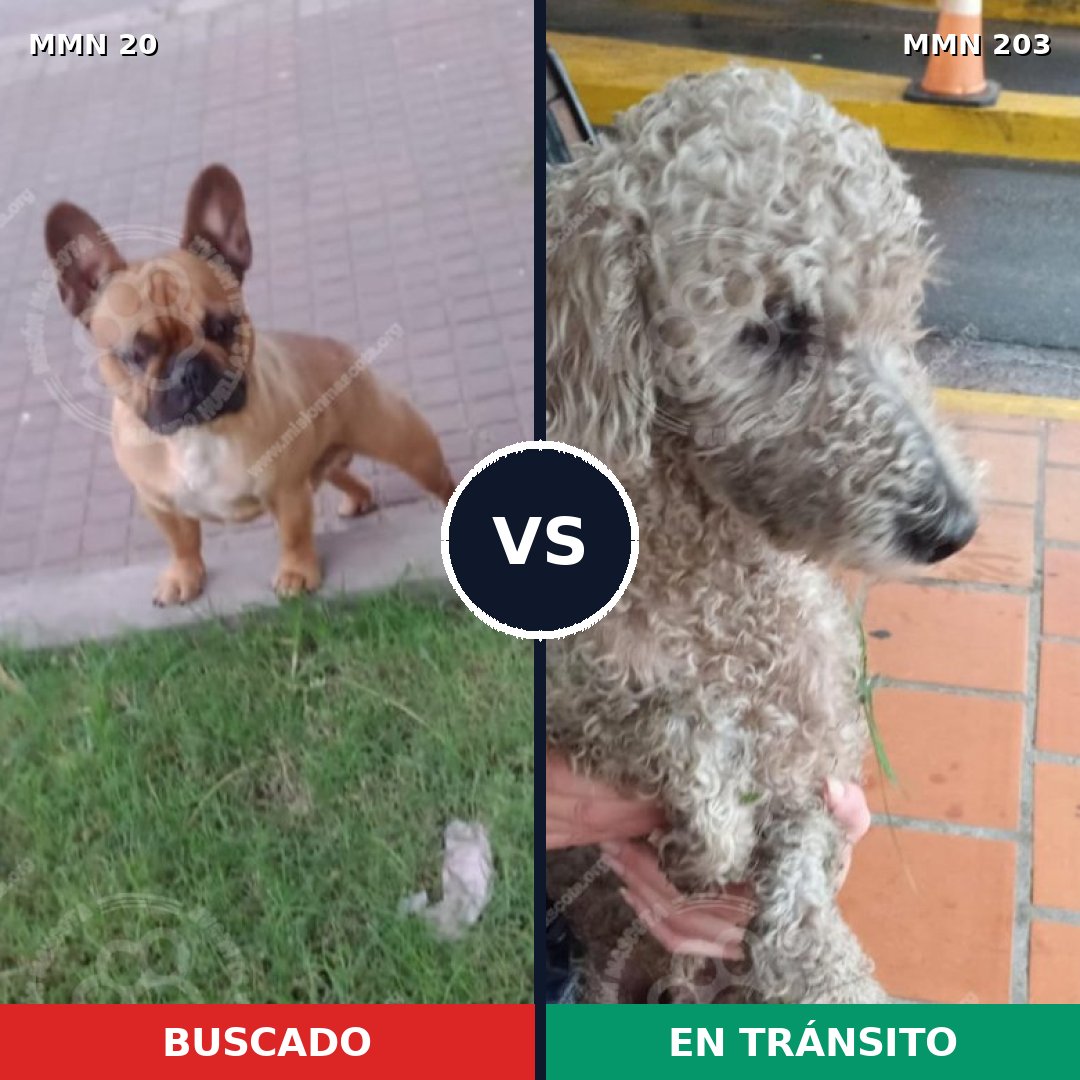 Comparativa MMS 1020: mascota perdida y mascota encontrada, 40% de similitud