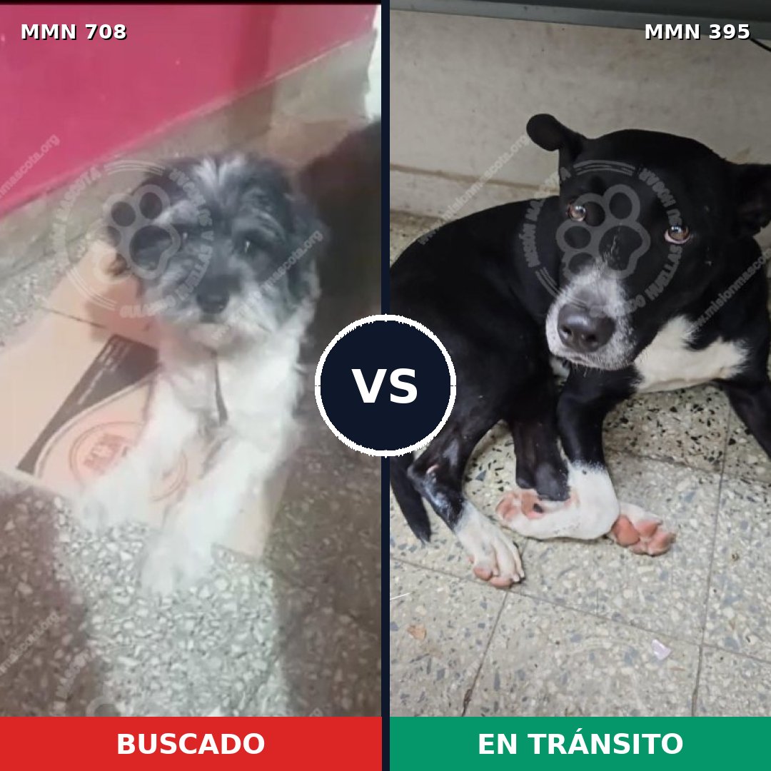 Comparativa MMS 10200: mascota perdida y mascota encontrada, 50% de similitud