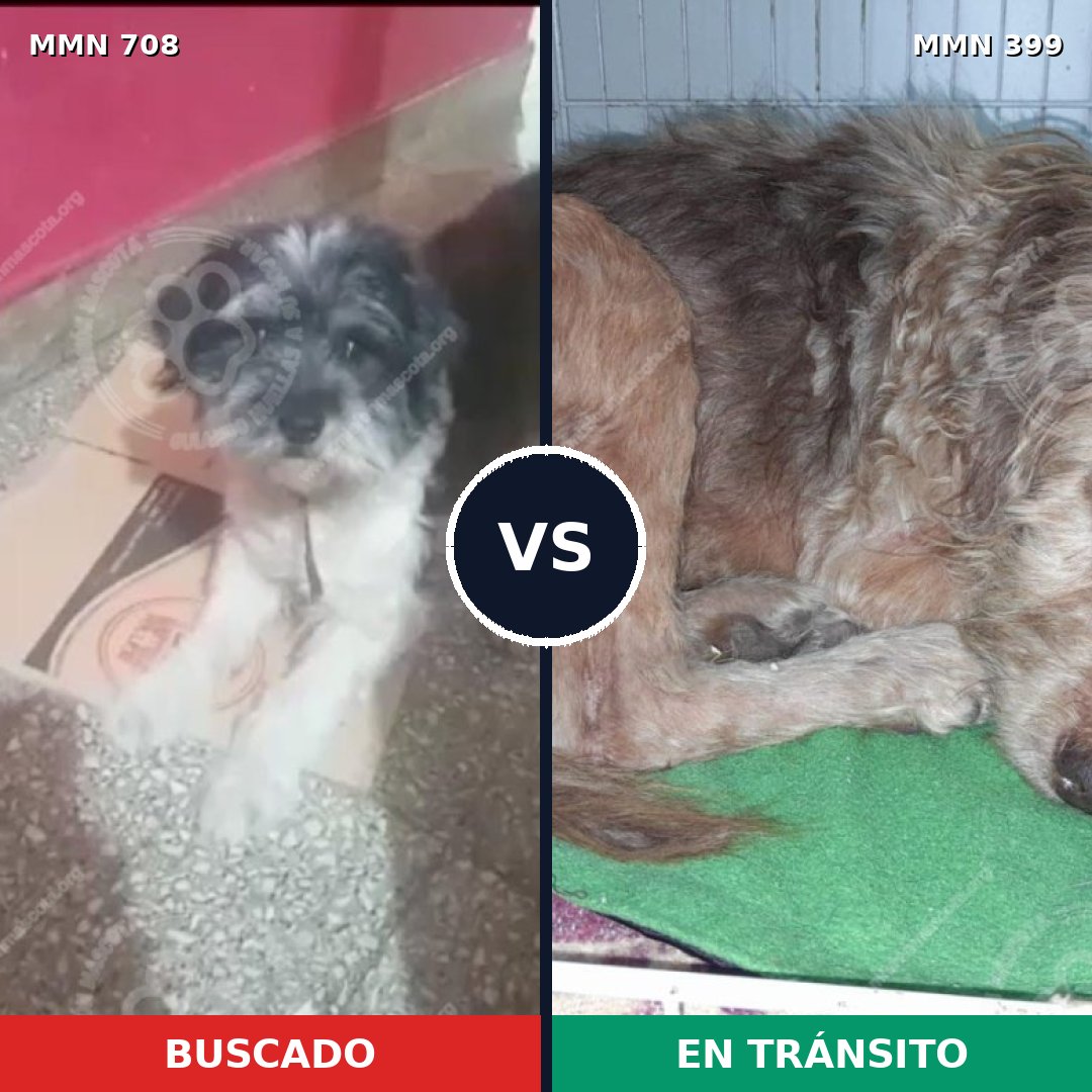 Comparativa MMS 10201: mascota perdida y mascota encontrada, 37% de similitud