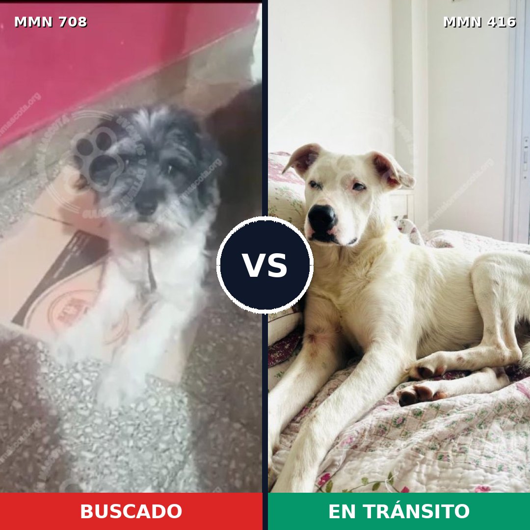 Comparativa MMS 10202: mascota perdida y mascota encontrada, 23% de similitud