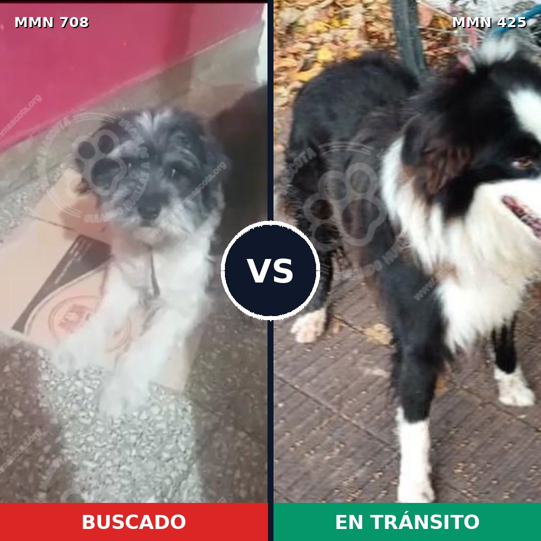 Comparativa MMS 10204: mascota perdida y mascota encontrada, 36% de similitud