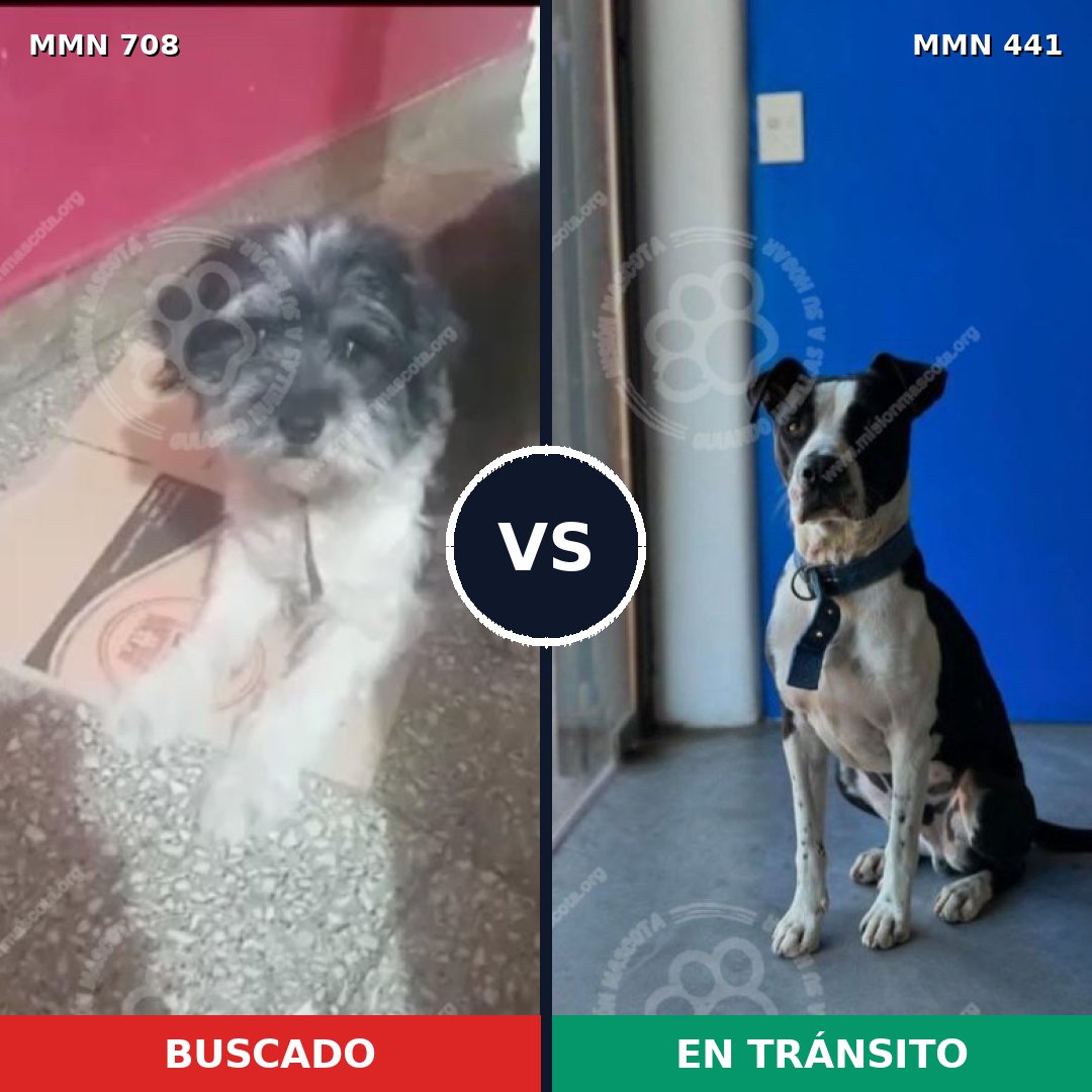 Comparativa MMS 10205: mascota perdida y mascota encontrada, 40% de similitud