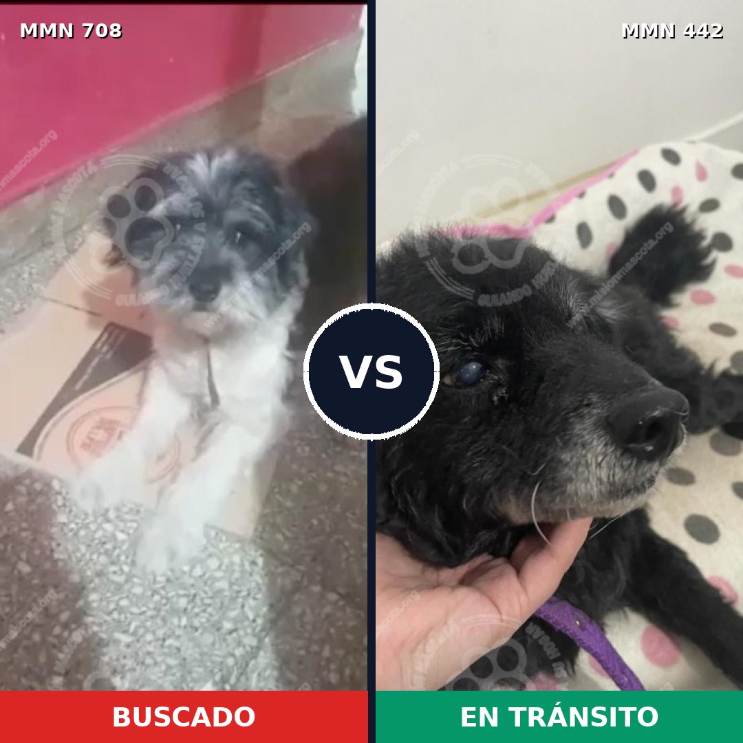Comparativa MMS 10206: mascota perdida y mascota encontrada, 46% de similitud