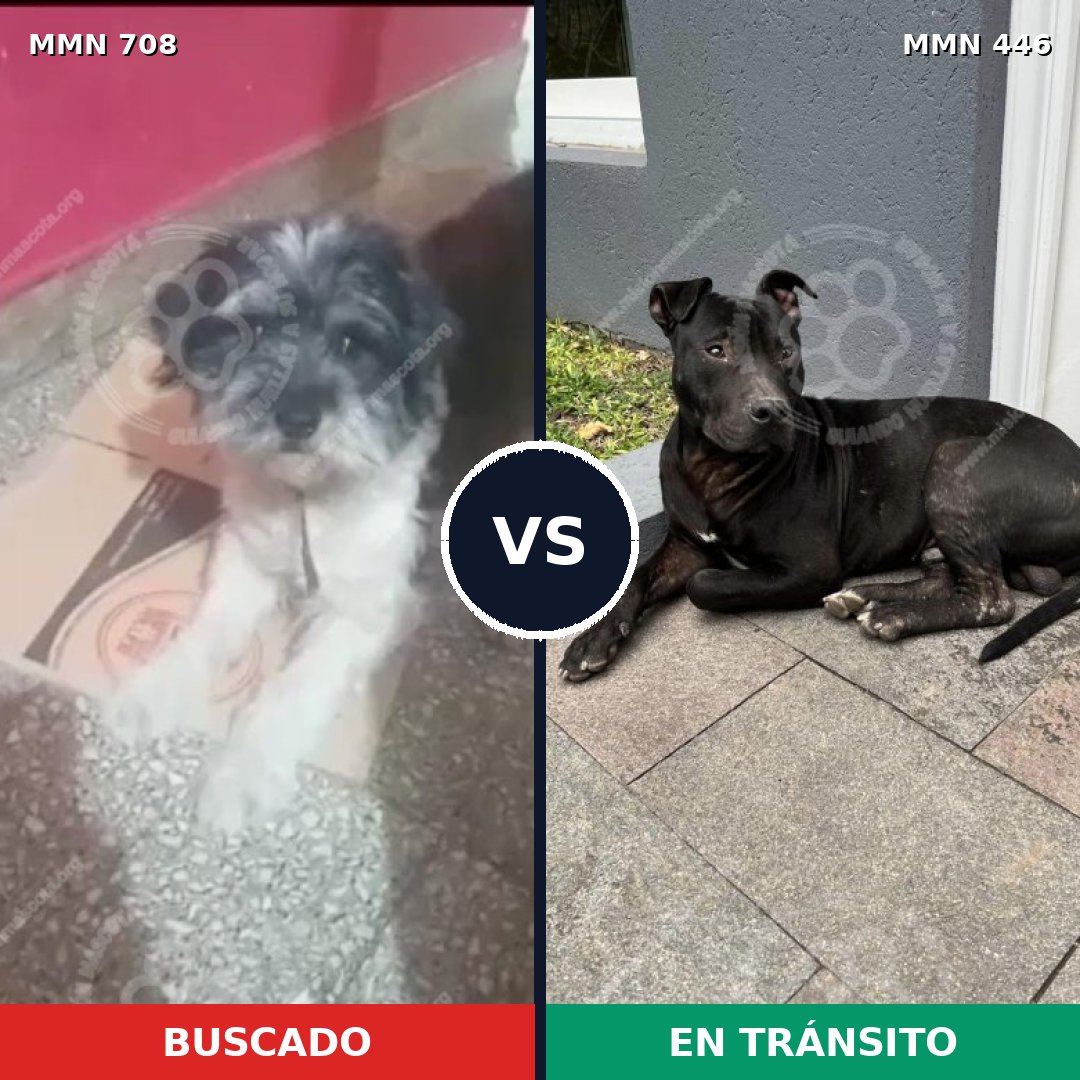 Comparativa MMS 10207: mascota perdida y mascota encontrada, 50% de similitud