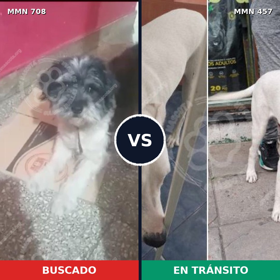 Comparativa MMS 10208: mascota perdida y mascota encontrada, 32% de similitud