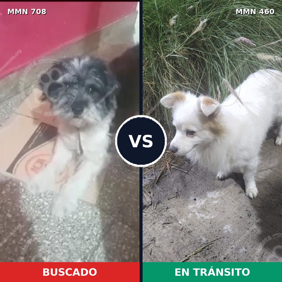 Comparativa MMS 10209: mascota perdida y mascota encontrada, 49% de similitud