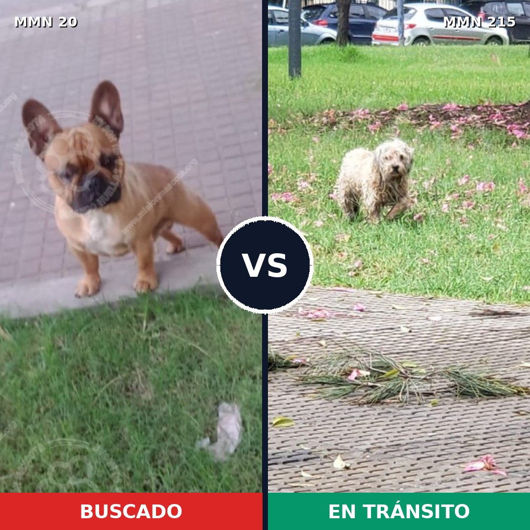 Comparativa MMS 1021: mascota perdida y mascota encontrada, 54% de similitud