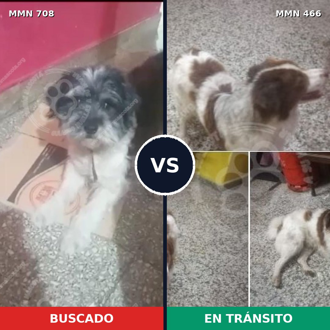 Comparativa MMS 10210: mascota perdida y mascota encontrada, 38% de similitud