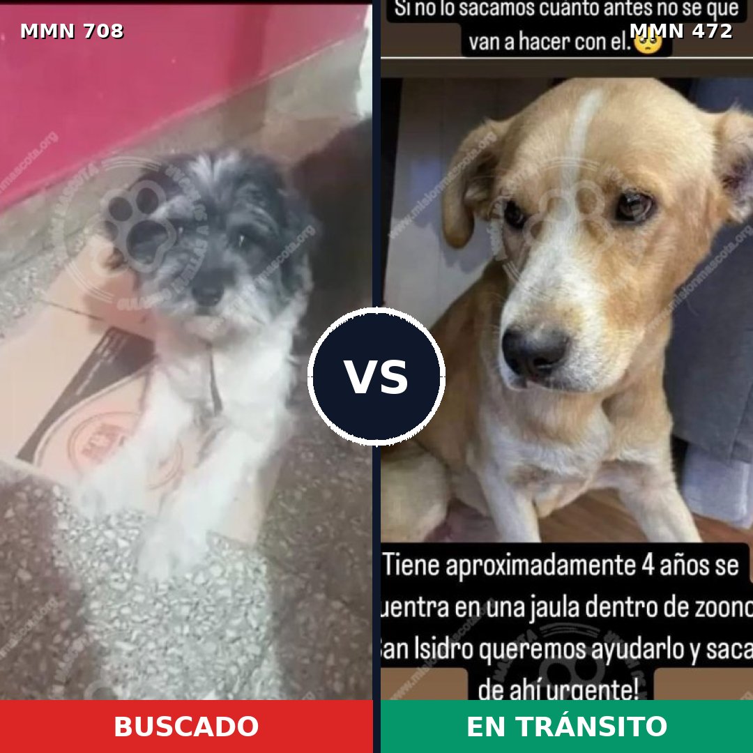 Comparativa MMS 10211: mascota perdida y mascota encontrada, 40% de similitud