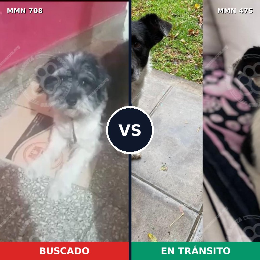 Comparativa MMS 10212: mascota perdida y mascota encontrada, 50% de similitud