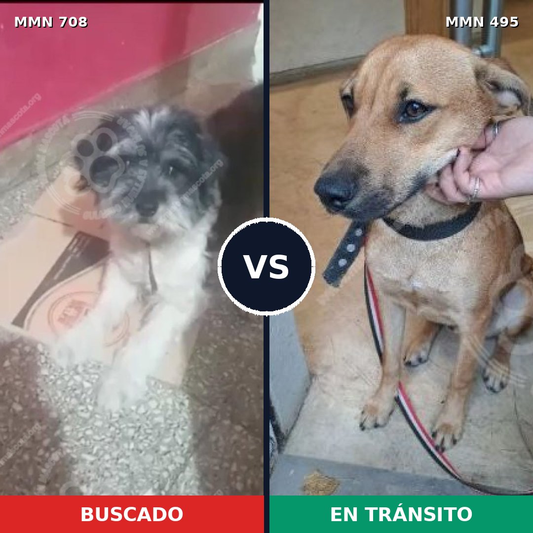 Comparativa MMS 10214: mascota perdida y mascota encontrada, 29% de similitud