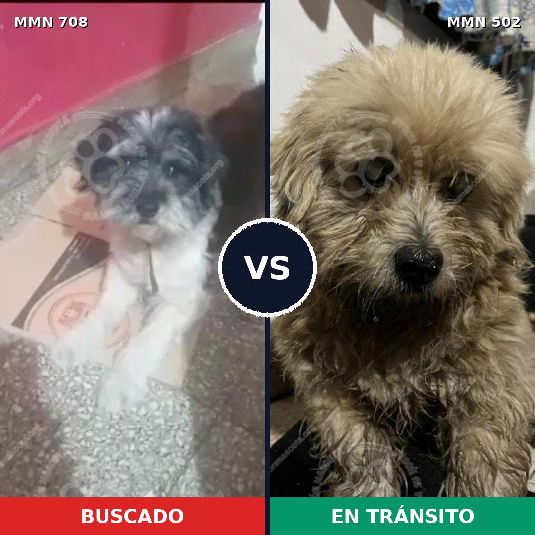 Comparativa MMS 10215: mascota perdida y mascota encontrada, 43% de similitud