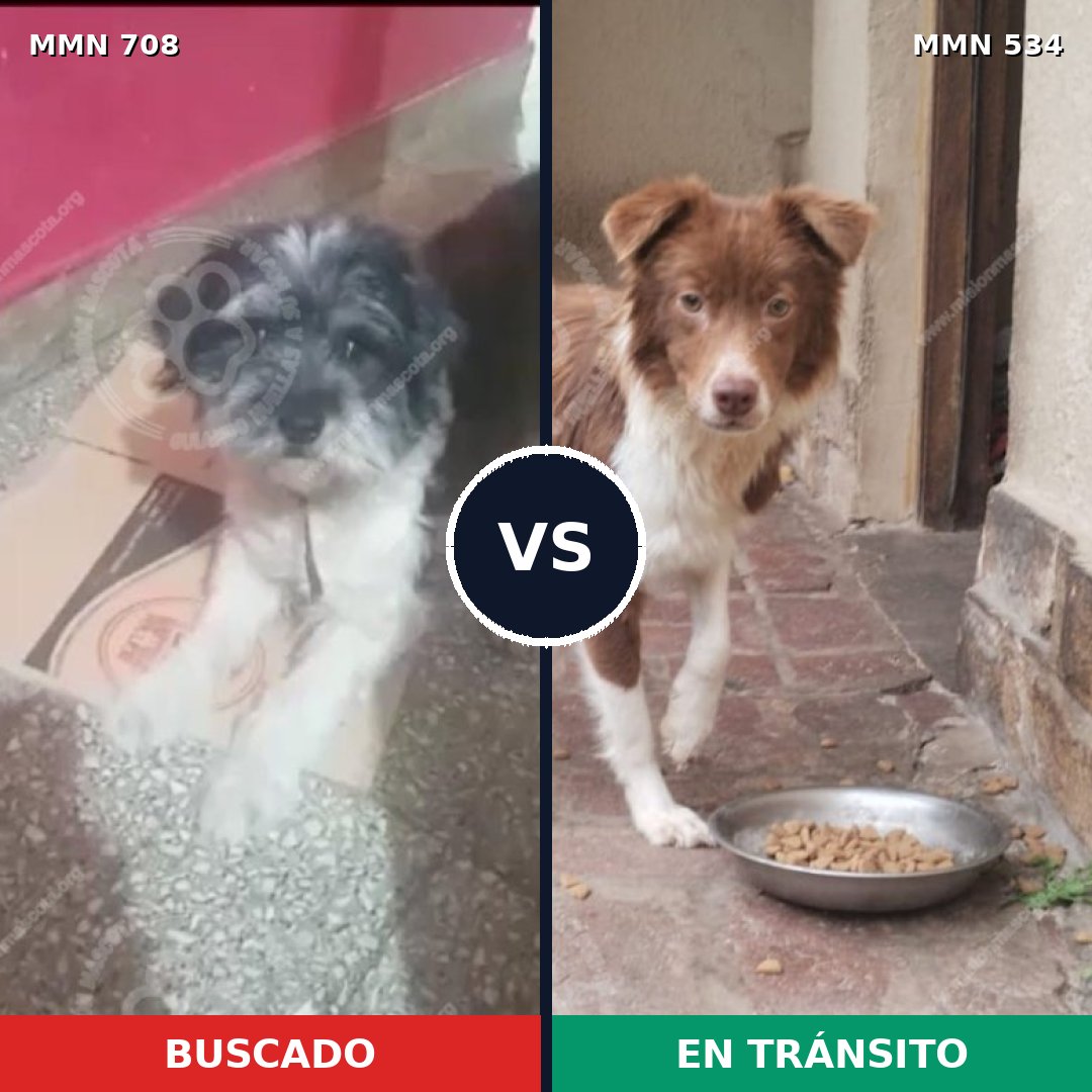 Comparativa MMS 10218: mascota perdida y mascota encontrada, 34% de similitud