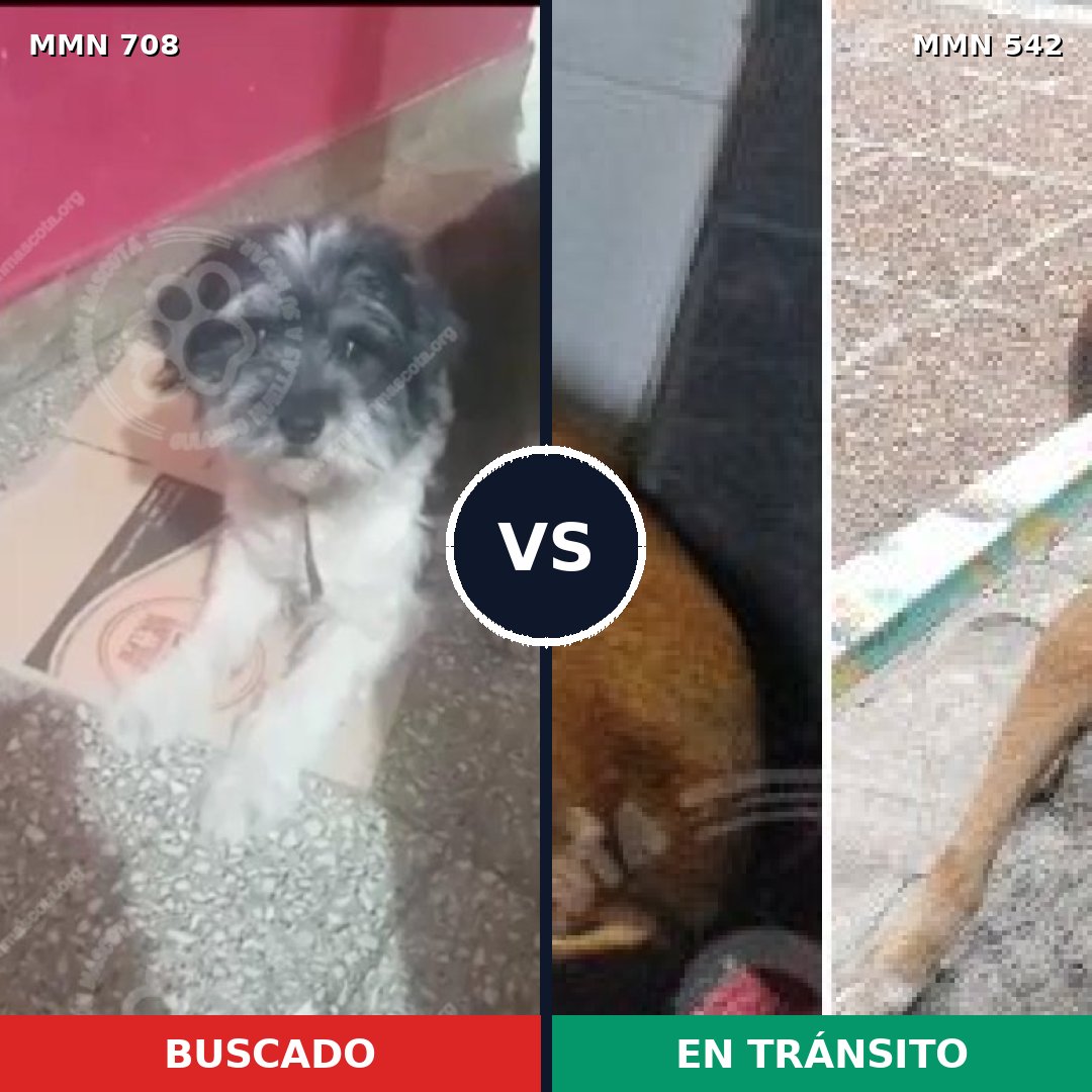 Comparativa MMS 10219: mascota perdida y mascota encontrada, 28% de similitud