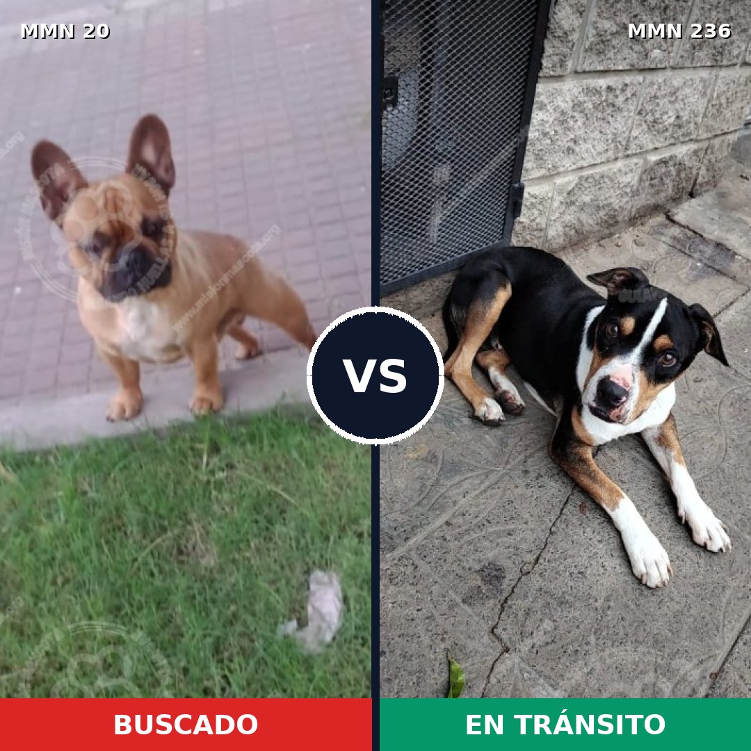 Comparativa MMS 1022: mascota perdida y mascota encontrada, 39% de similitud