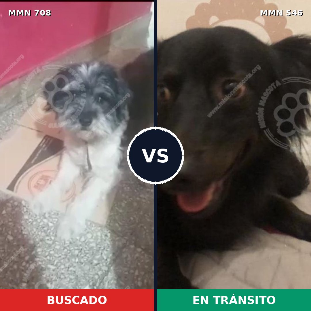 Comparativa MMS 10220: mascota perdida y mascota encontrada, 57% de similitud