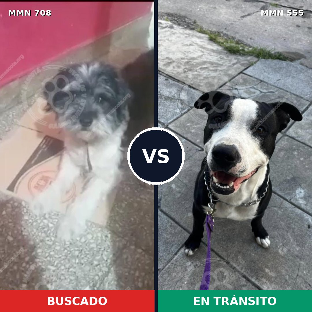 Comparativa MMS 10221: mascota perdida y mascota encontrada, 50% de similitud