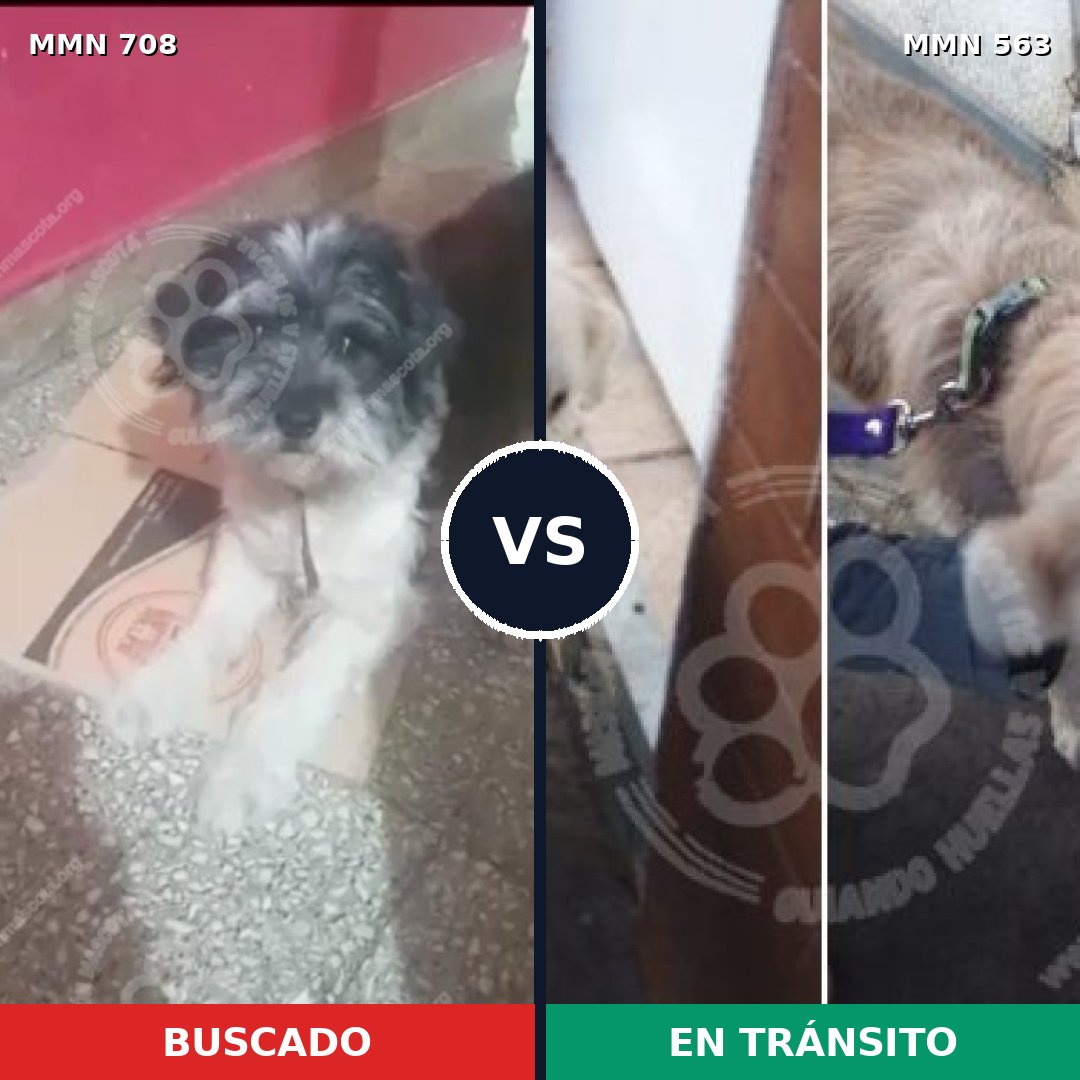 Comparativa MMS 10222: mascota perdida y mascota encontrada, 43% de similitud